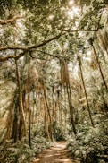 low angle photography of brown trees