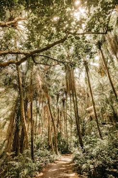 low angle photography of brown trees