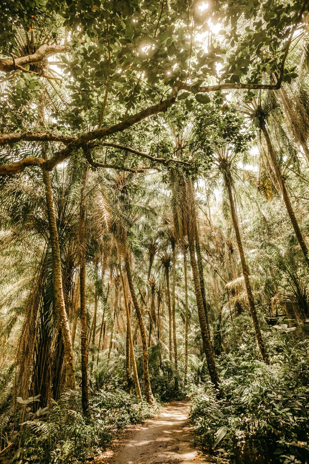 low angle photography of brown trees