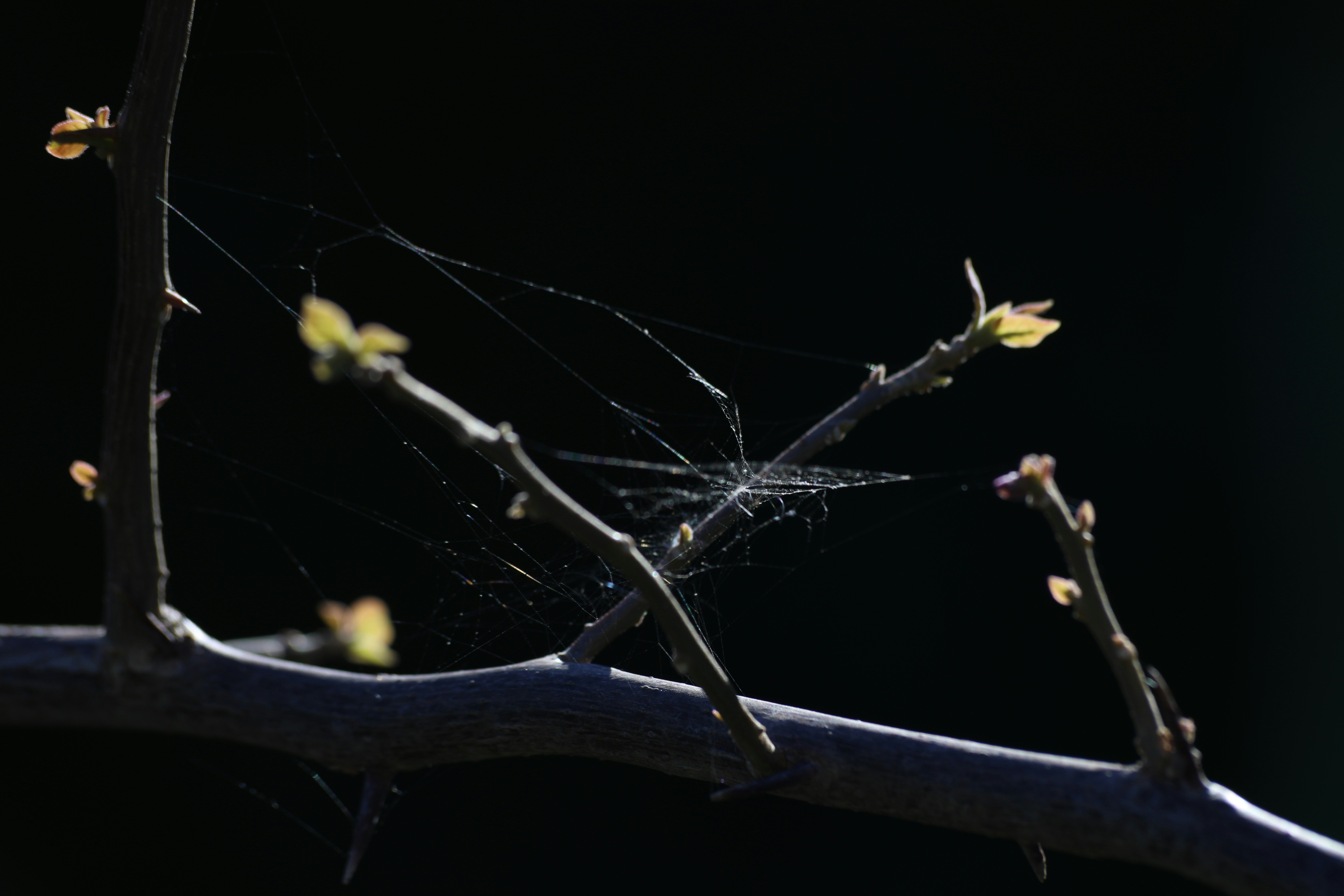 Photo by marcusdallcol