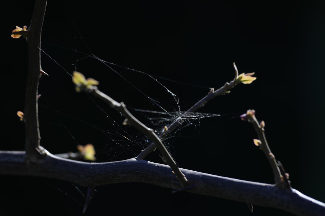 brown tree branch with yellow flower