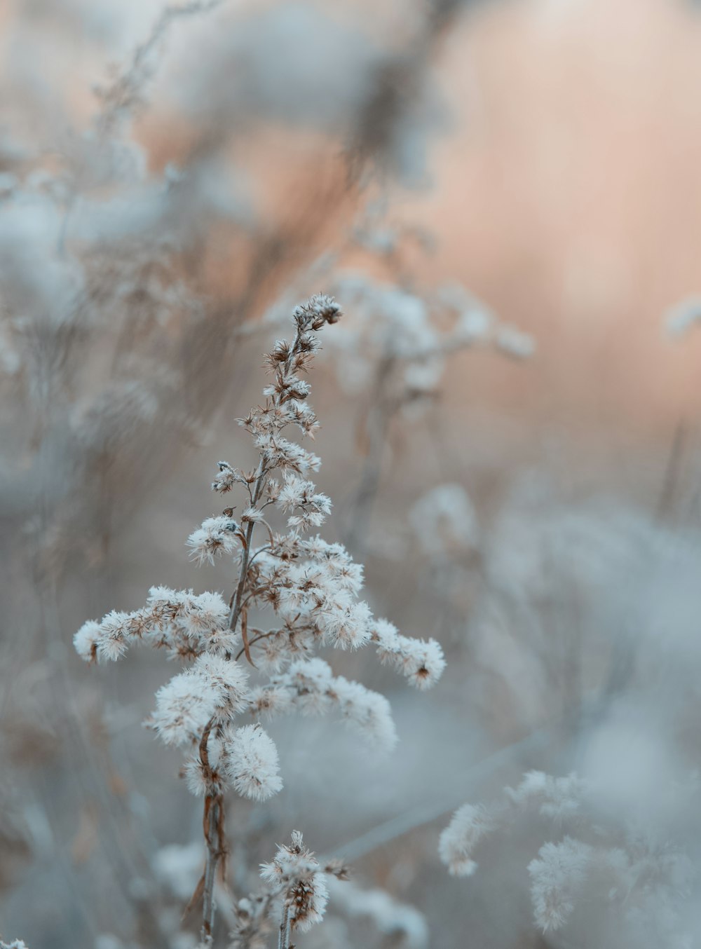 white snow on brown tree branch