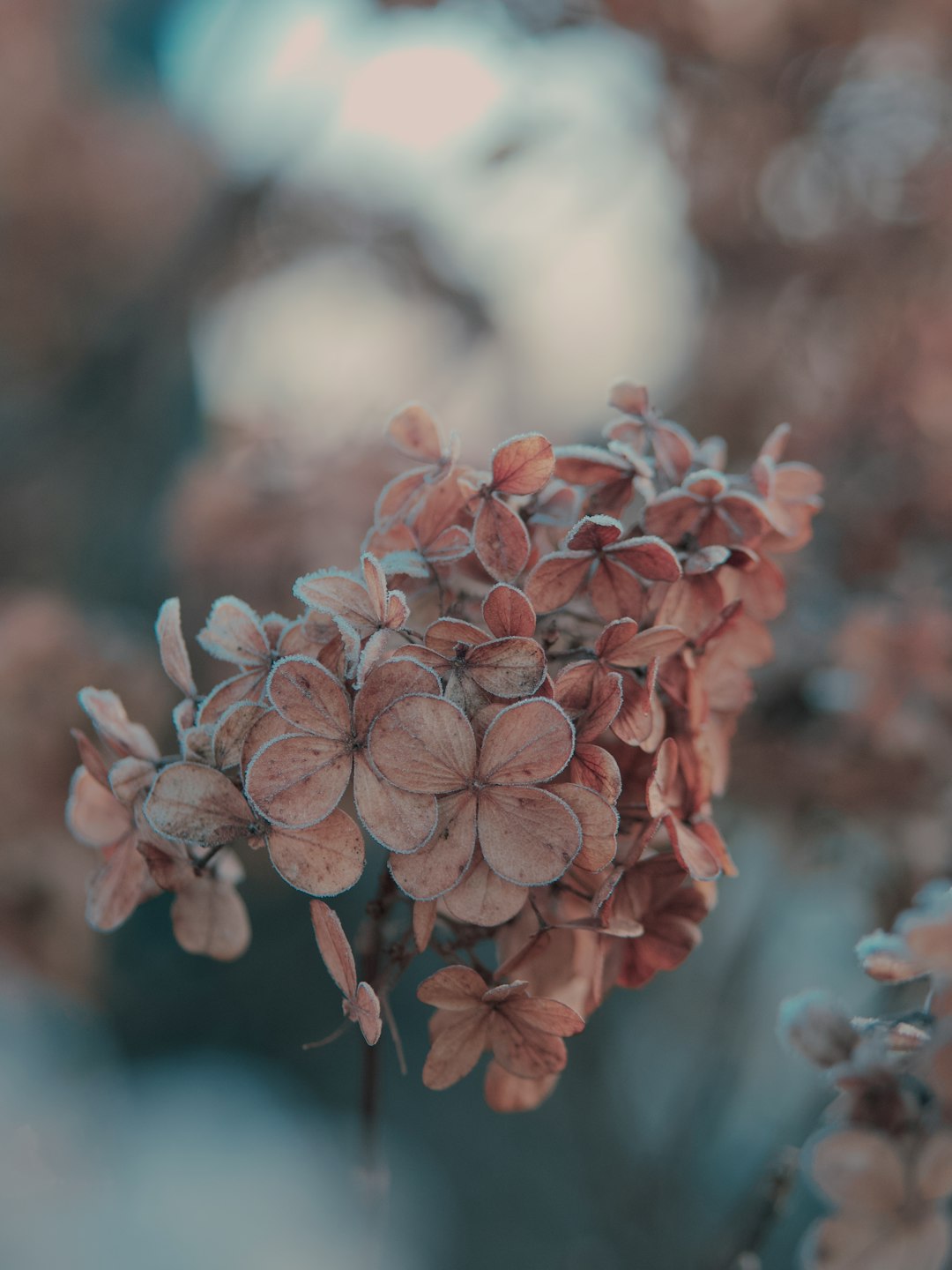 pink flowers in tilt shift lens