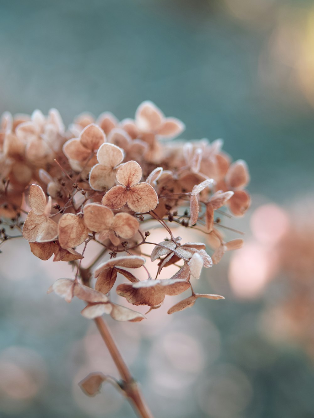 brown flower buds in tilt shift lens