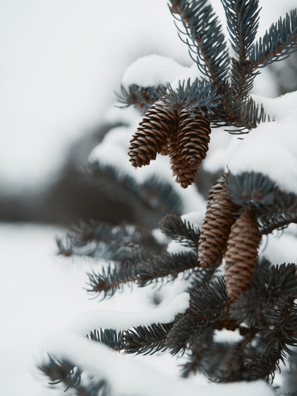 green pine tree covered with snow