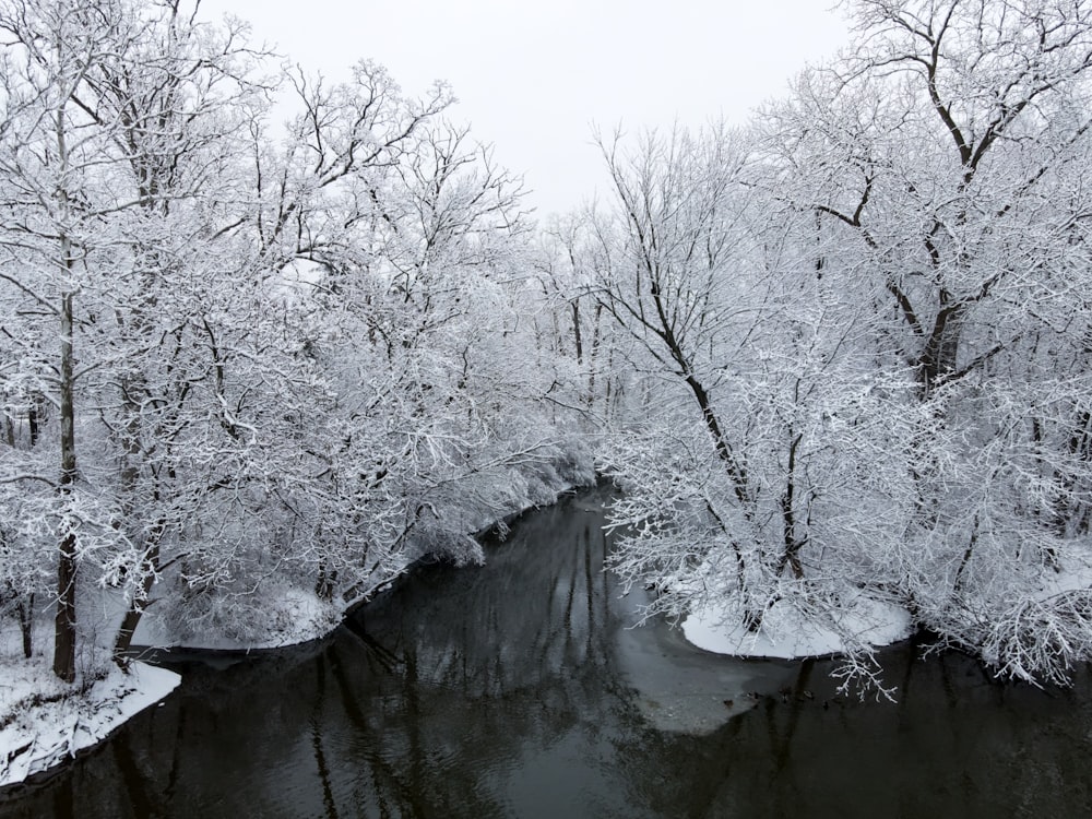 grayscale photo of trees near river