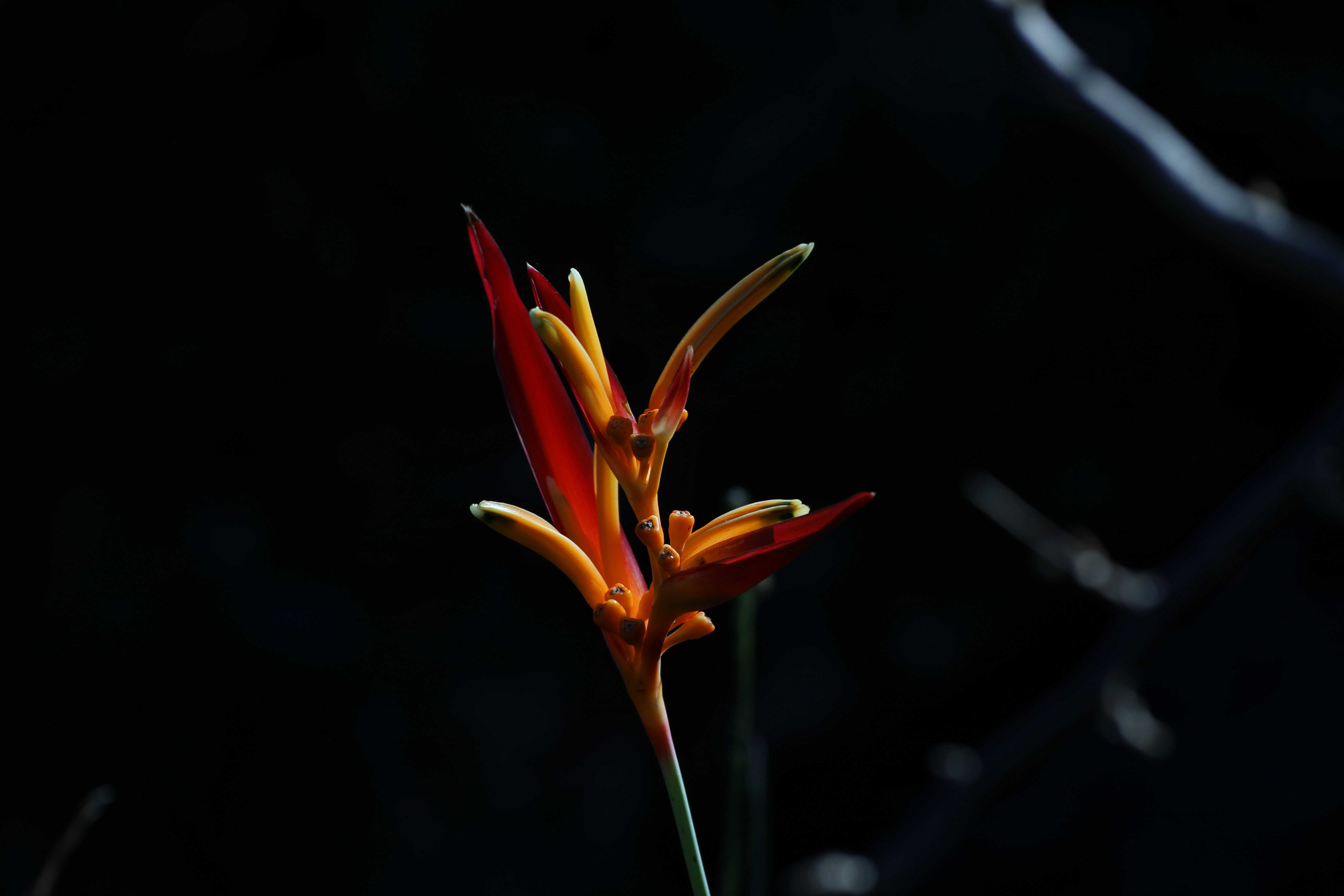 Photo by marcusdallcol