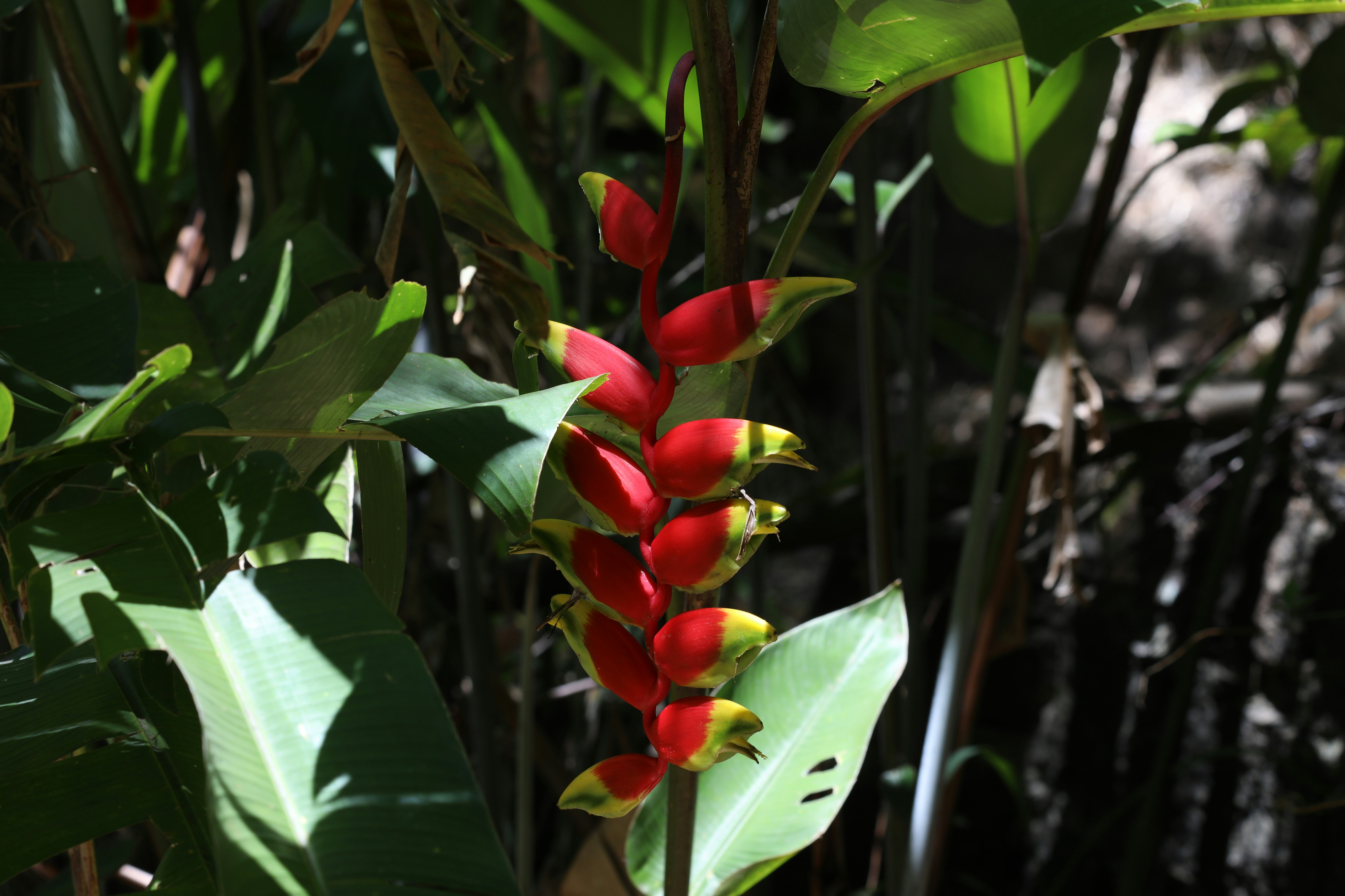 Edible plants native to the expedition route - The True Story of Sacagawea: Guide, Interpreter, and American Icon