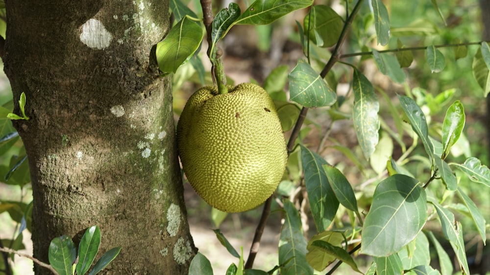 Fruta amarilla en el árbol durante el día