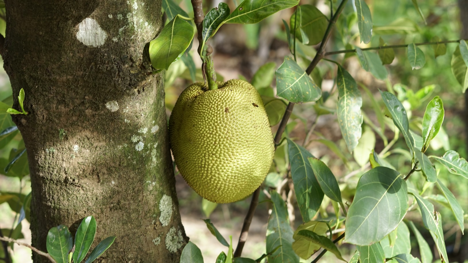 Types of Jackfruit