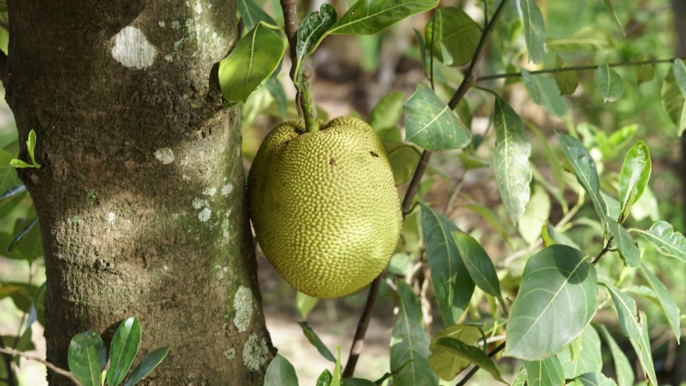 yellow fruit on tree during daytime