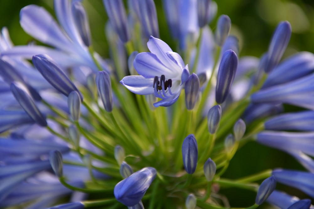 fleur violette dans la photo macro