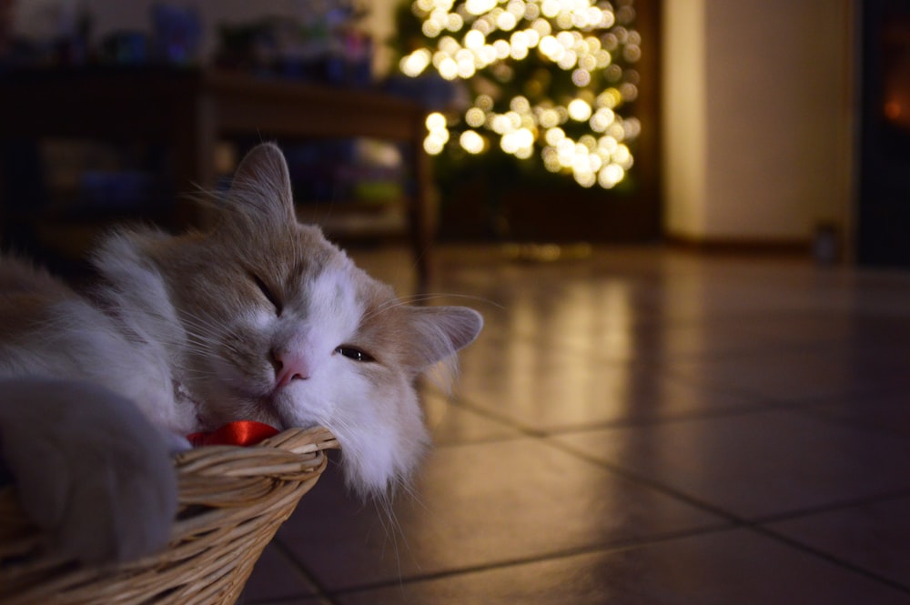 white cat on brown wooden floor