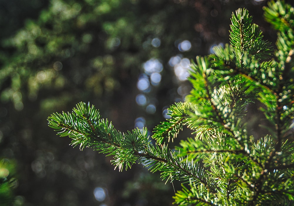 green pine tree leaves in tilt shift lens