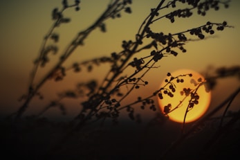 silhouette of tree branch during sunset