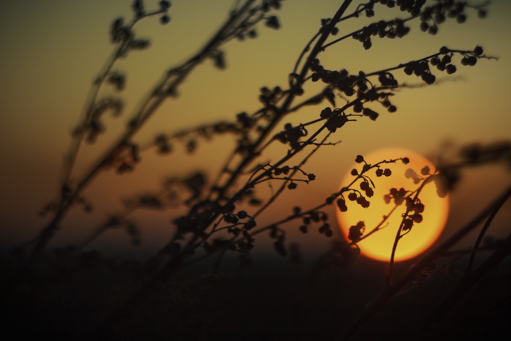 silhouette of tree branch during sunset