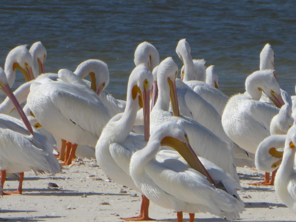 flock of pelicans on shore during daytime