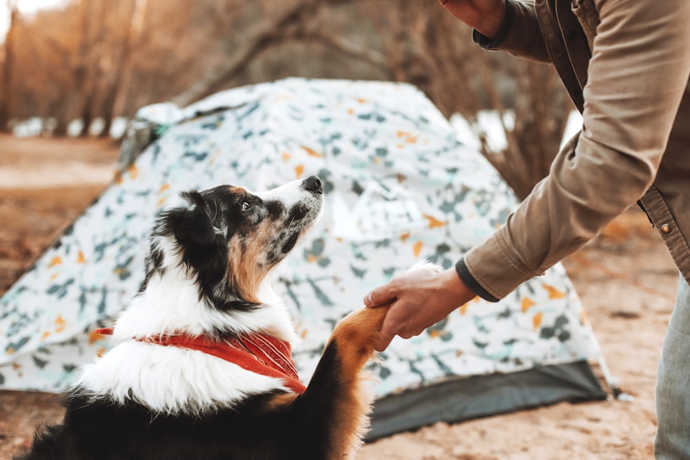 person holding white and black border collie