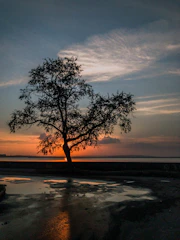 green tree on seashore during sunset
