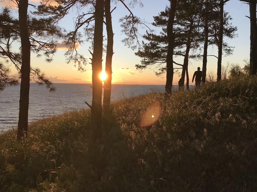 silhouette of trees near body of water during sunset