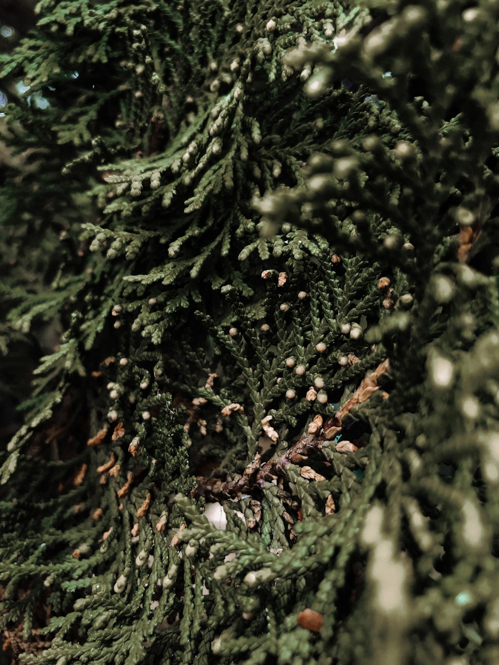 green pine tree with brown fruit