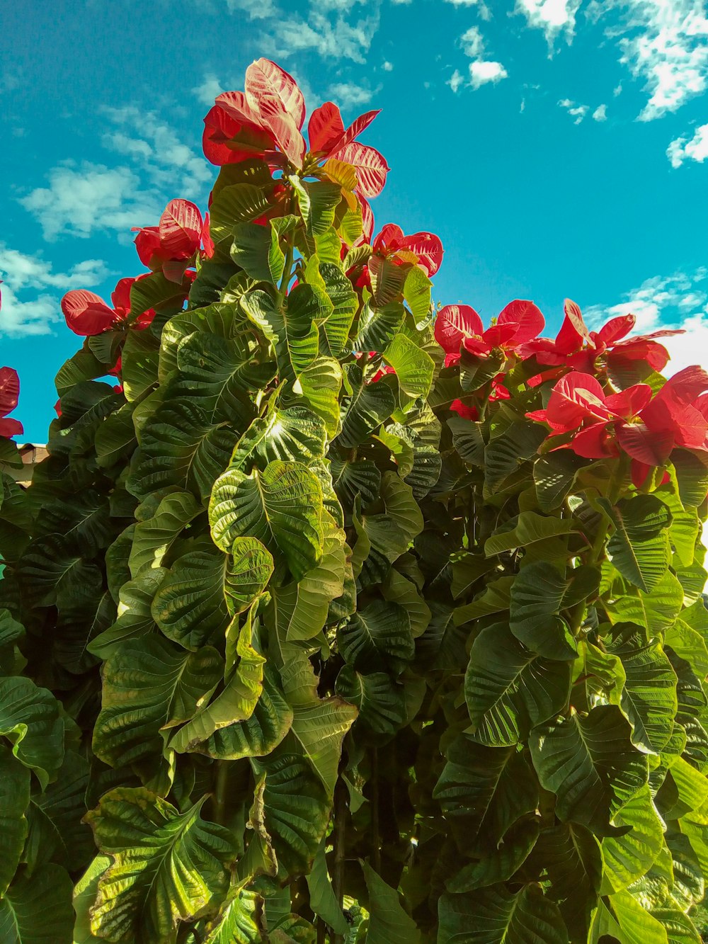 red flower with green leaves