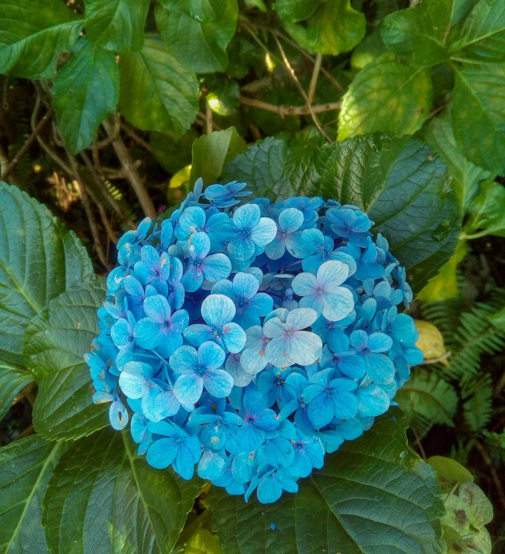 blue flower with green leaves