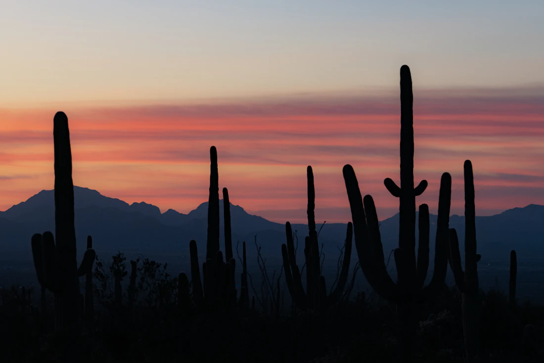 Saguaro silhouettes at dusk