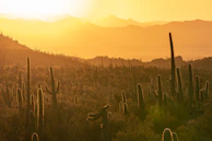 Golden hour glow over a sprawling Baja landscape dotted with cacti and distant mountains.