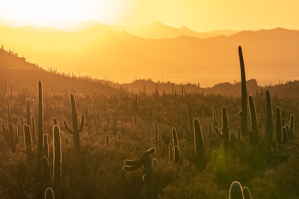 A vibrant desert landscape with film crew setting up cameras at golden hour.