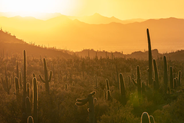A warm sunset over a desert landscape with modern homes nestled among cacti.