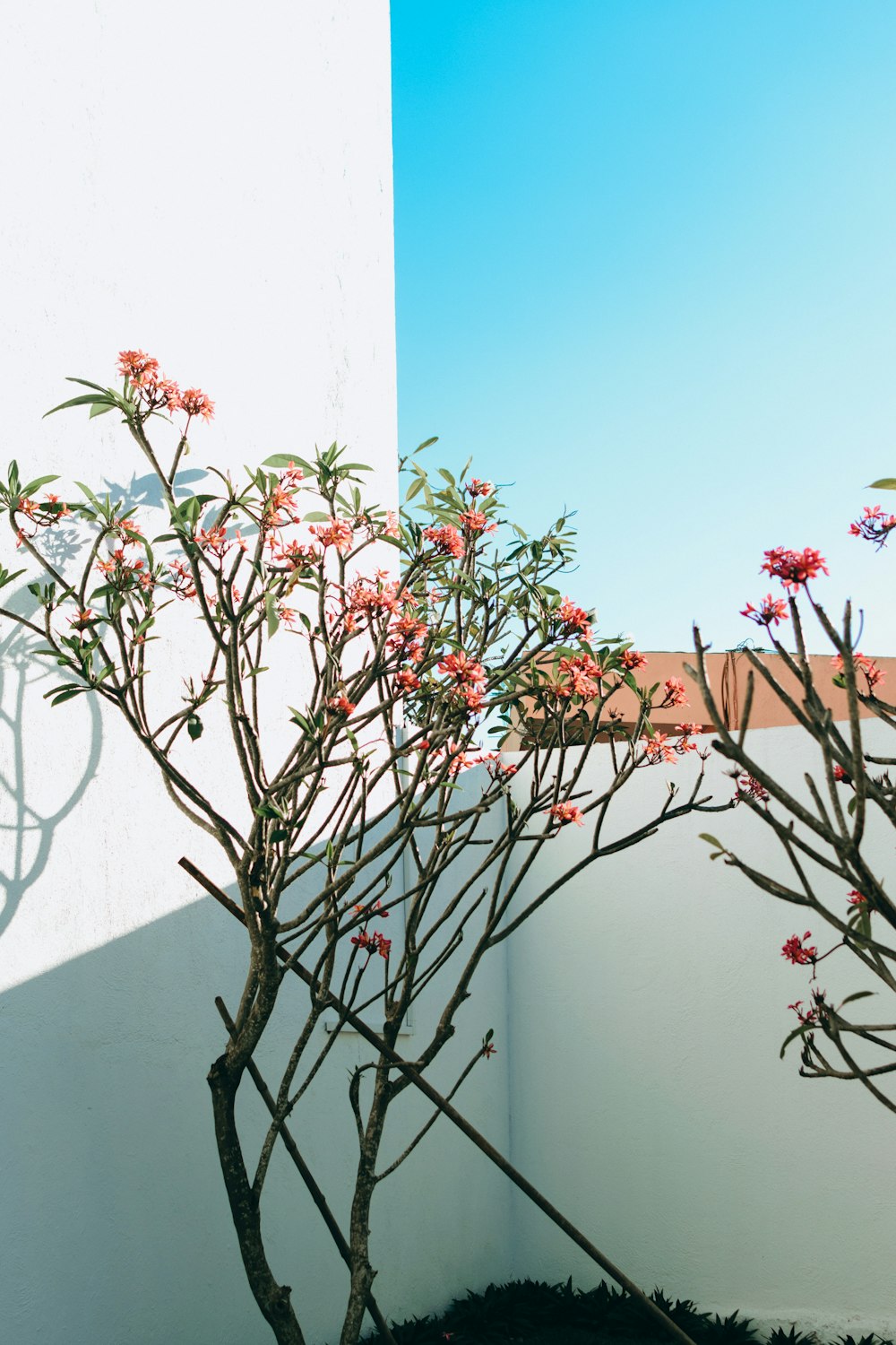 pink and green flower plant