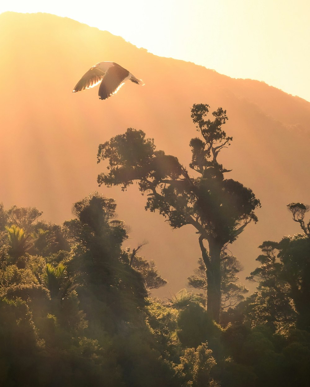 bird flying over the trees during daytime