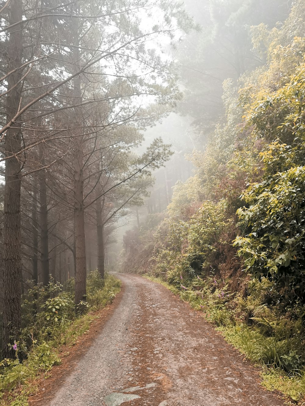 brown dirt road between green trees during daytime