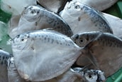 Several fresh fish with a silvery and shiny appearance are stacked together with ice on a green surface.