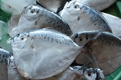Several fresh fish with a silvery and shiny appearance are stacked together with ice on a green surface.