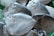 Several fresh fish with a silvery and shiny appearance are stacked together with ice on a green surface.