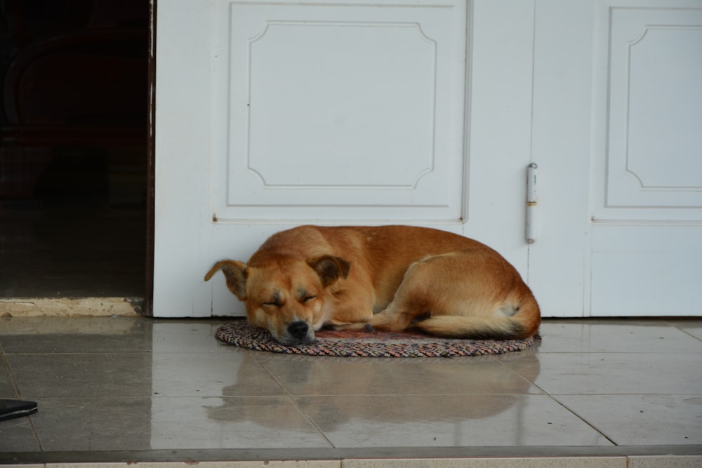brown short coated dog lying on floor