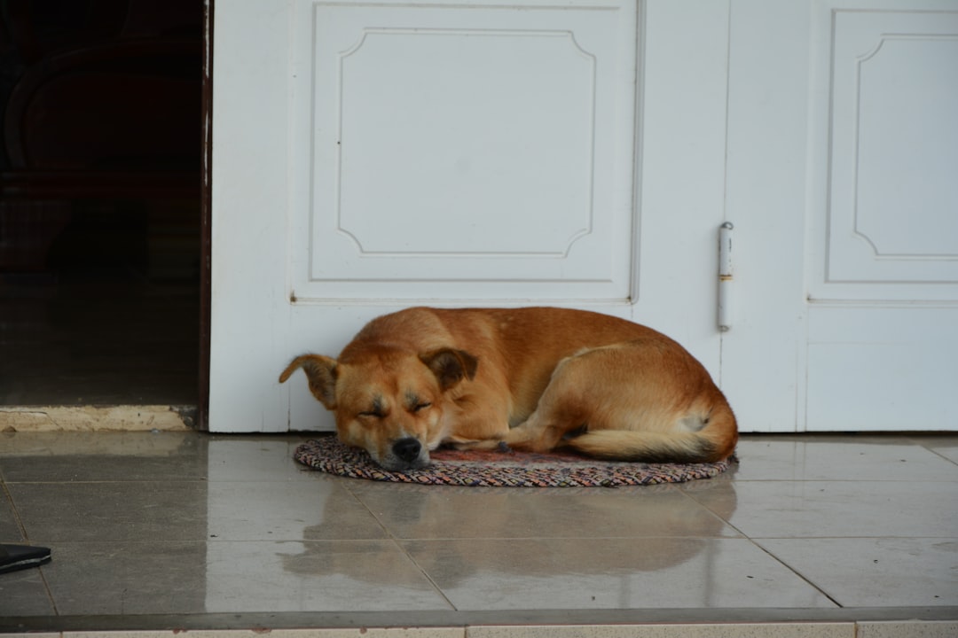  brown short coated dog lying on floor doormat