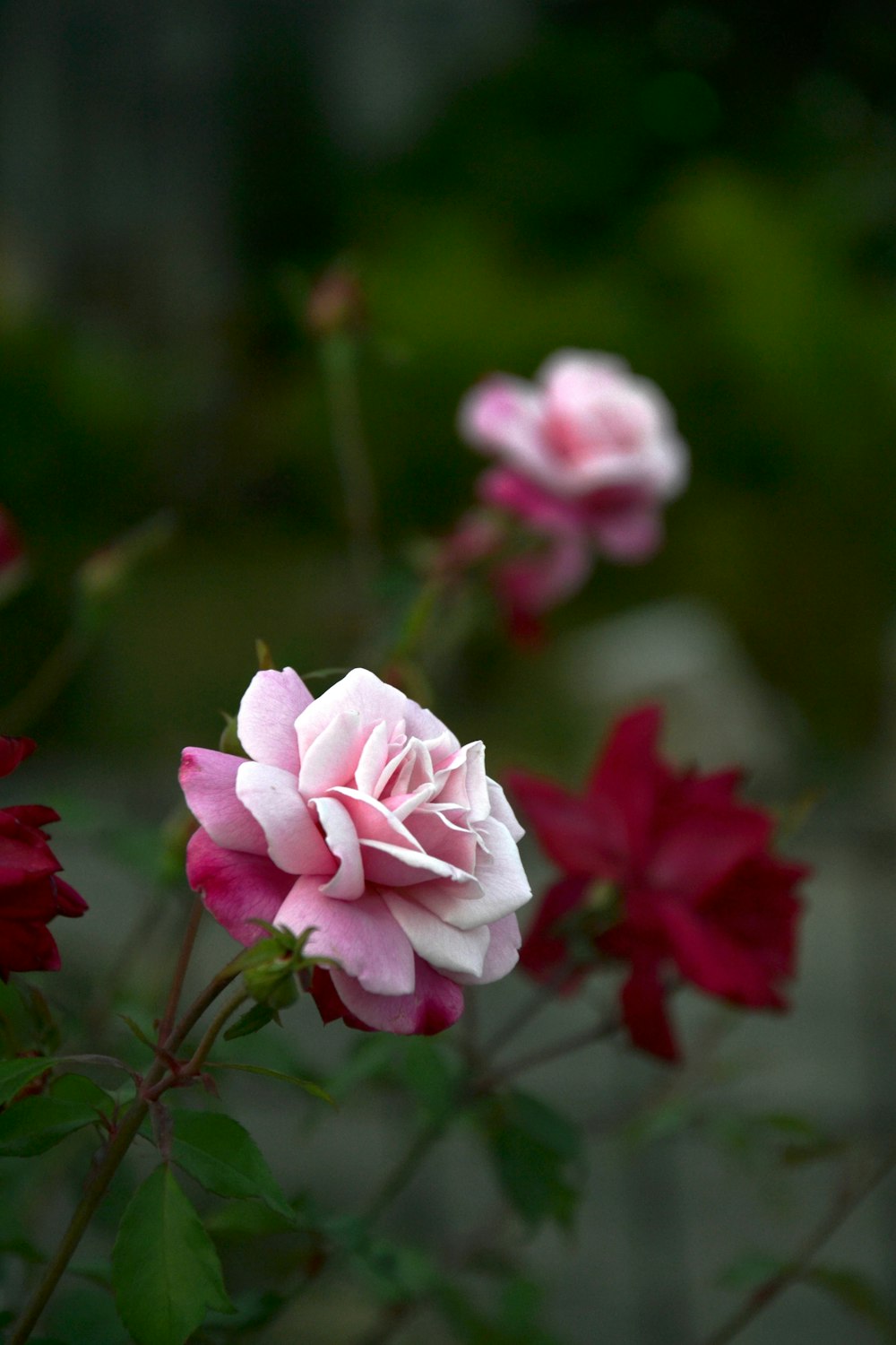 pink and white flower in tilt shift lens