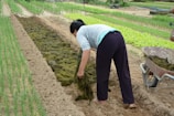 A person is tending to a garden, spreading organic material onto the soil between rows of young plants. The setting is a well-organized farm with various types of plants growing in parallel rows. A wheelbarrow filled with similar organic material is visible nearby.