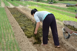 A person is tending to a garden, spreading organic material onto the soil between rows of young plants. The setting is a well-organized farm with various types of plants growing in parallel rows. A wheelbarrow filled with similar organic material is visible nearby.