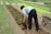 A person is tending to a garden, spreading organic material onto the soil between rows of young plants. The setting is a well-organized farm with various types of plants growing in parallel rows. A wheelbarrow filled with similar organic material is visible nearby.