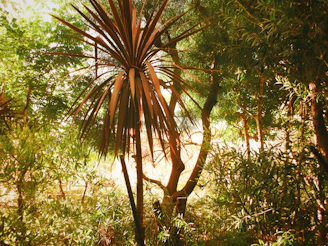A serene tropical retreat setting with soft sunlight filtering through palm leaves, evoking calm and transformation.