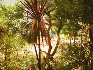 Hands sharing mate under the shade of palmitos in a lush forest setting.