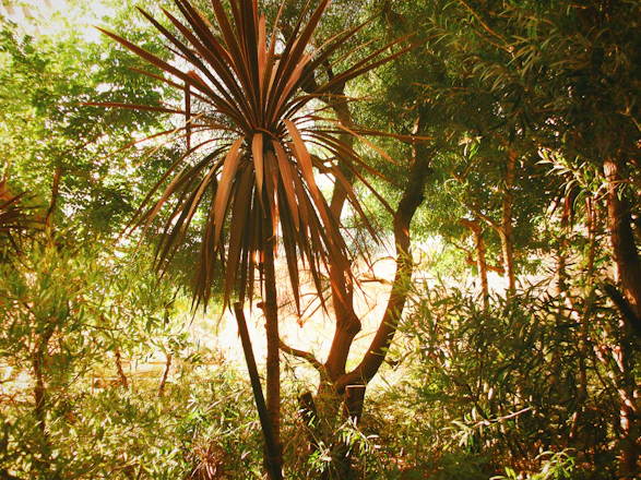A serene tropical retreat setting with soft sunlight filtering through palm leaves, evoking calm and transformation.