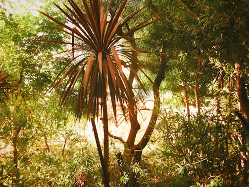 Hands sharing mate under the shade of palmitos in a lush forest setting.