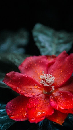 A vibrant red flower with dew drops on its petals stands out against a dark, blurred background. The central part of the flower features delicate white stamens. The texture of the petals is highlighted by the moisture, giving a fresh and lively appearance.