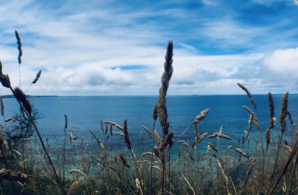 brown grass near body of water during daytime