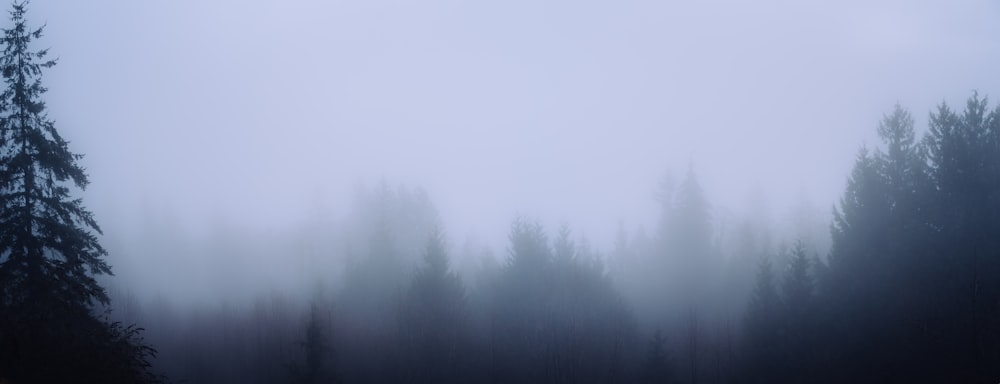 green trees covered with fog